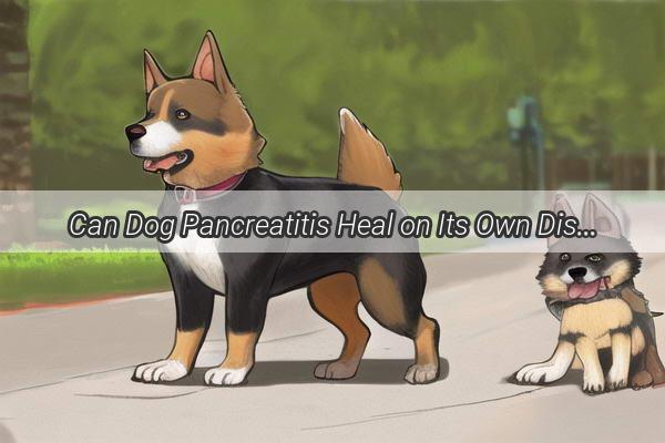 Can Dog Pancreatitis Heal on Its Own Discover the Truth Behind Canine Pancreatic Healing